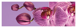 radiant-orchid-color