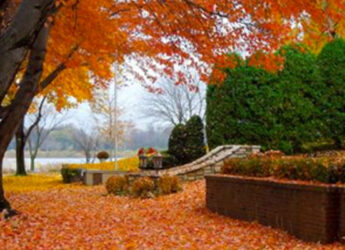 Trees in the fall