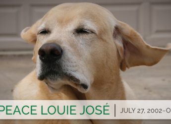 Rest in peace Louie José | July 27, 2002–October 18, 2015