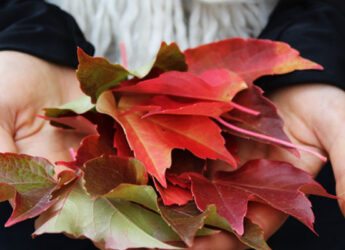 hands holding fall leaves