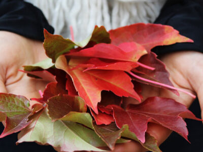 hands holding fall leaves