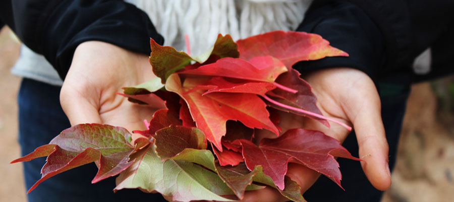 Blog-Fall-Fest hands holding fall leaves