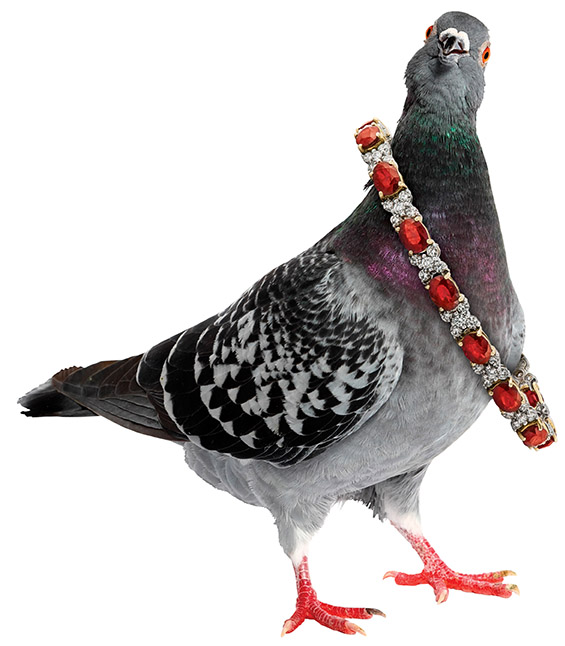 Pigeon with ruby bracelet around its neck