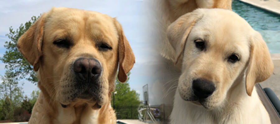 CanineCounsel_WebHeader Hoprah Canine Counsel