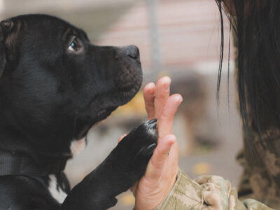 Dog high-fiving a Veteran